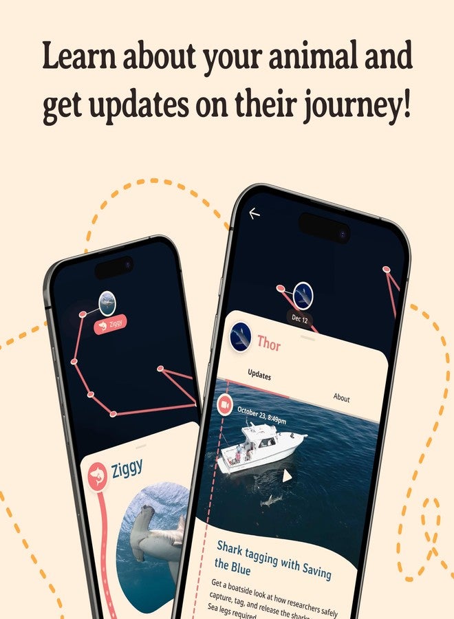 Fahlo Shark Tracking Bracelet – Track a Real Shark’s Journey – Supports Wildlife Conservation – Elastic, One Size Fits Most – on Interactive Mobile App Map – Unisex Ocean Conservation Gift (Lava Stone) - Image 5